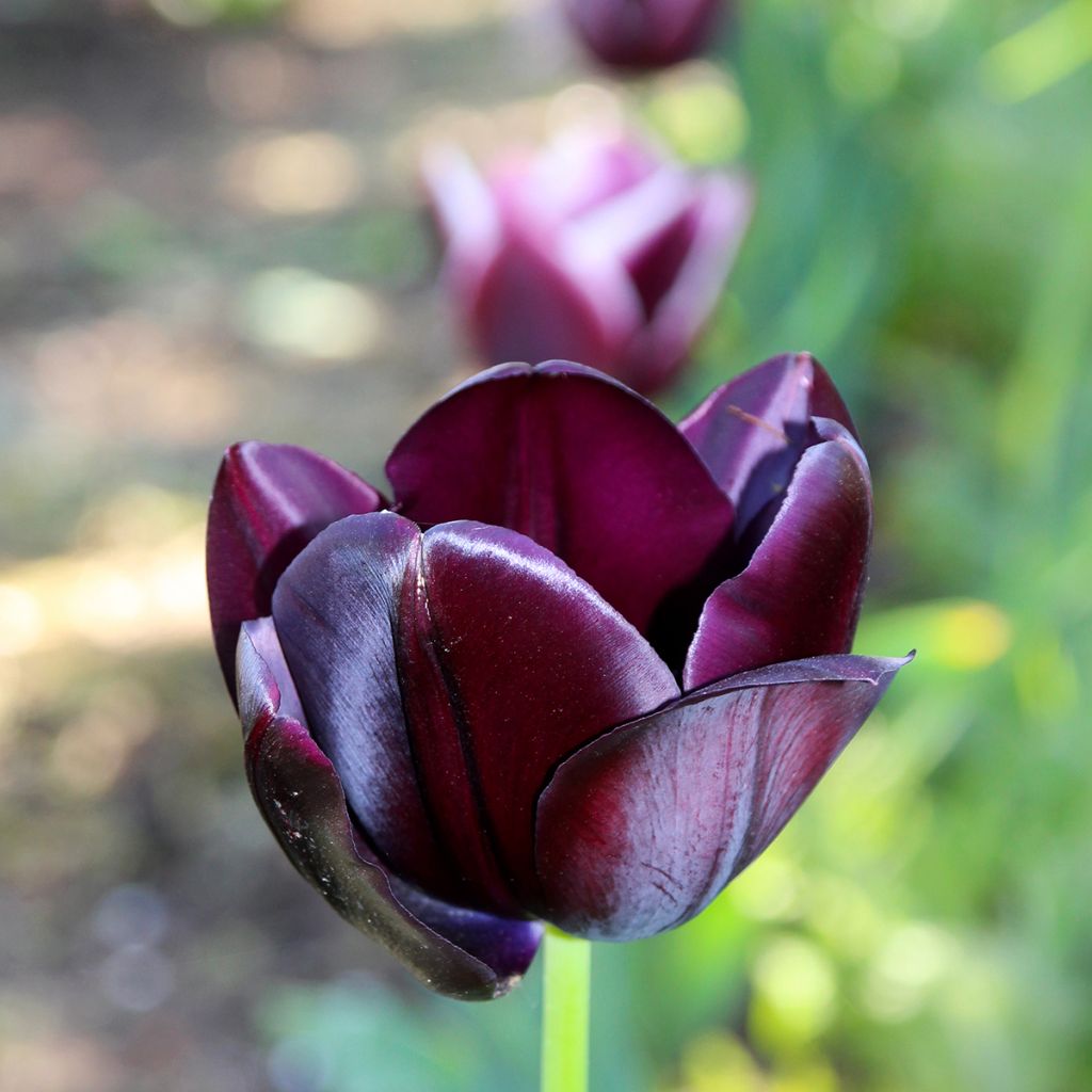 Tulipano Trionfo Black Jack