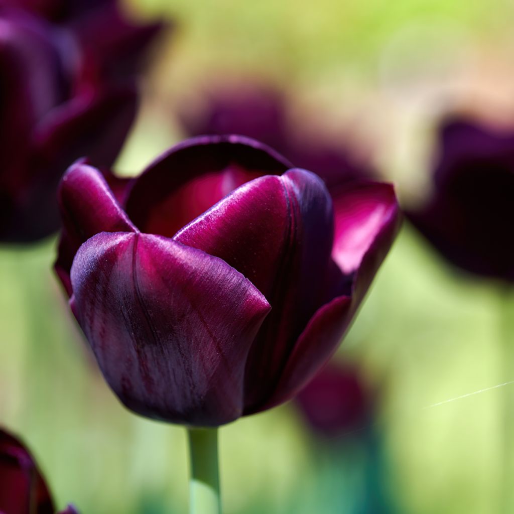 Tulipano Trionfo Black Jack