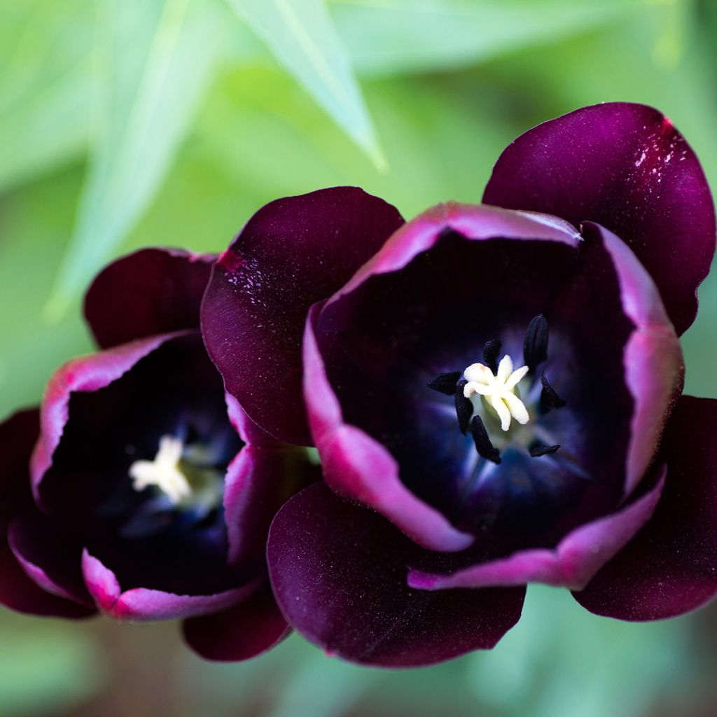 Tulipano Trionfo Black Jack