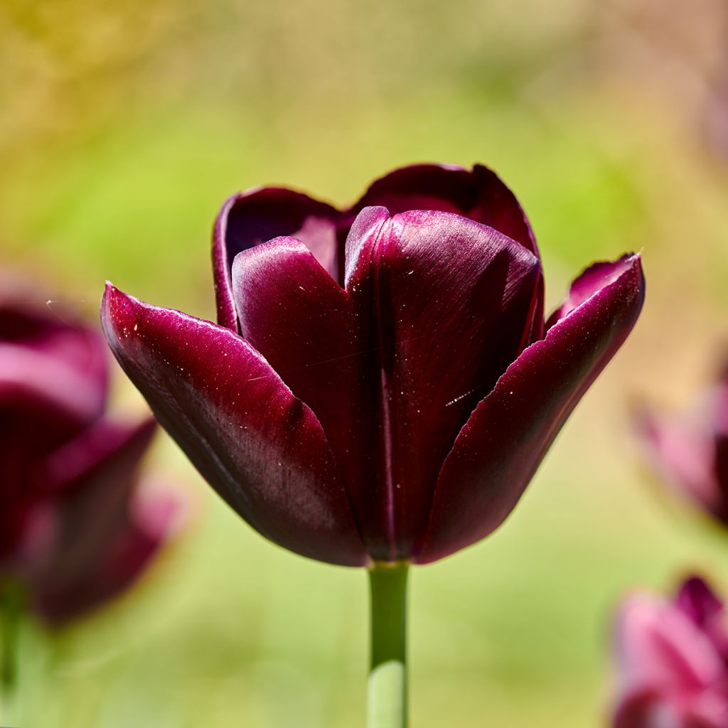 Tulipano Trionfo Black Jack