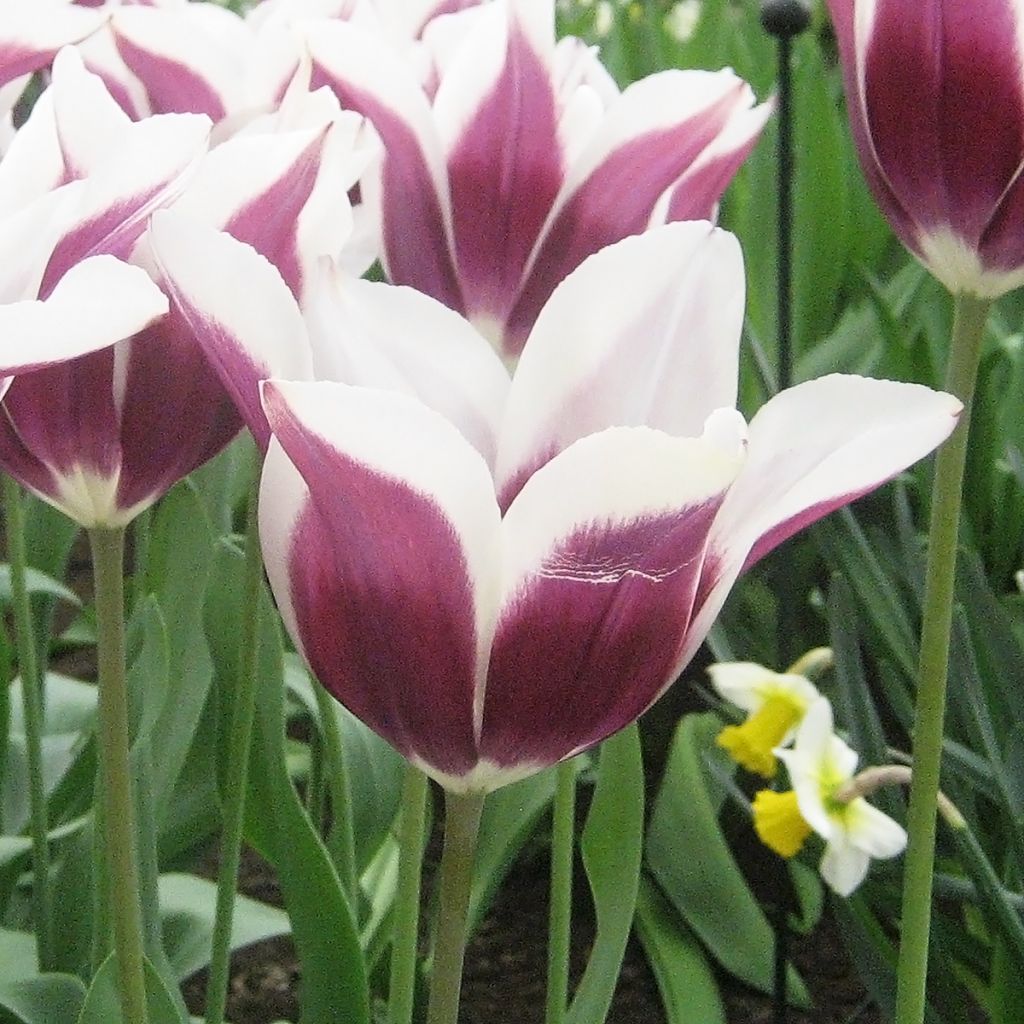 Tulipano Trionfo Chansonnette