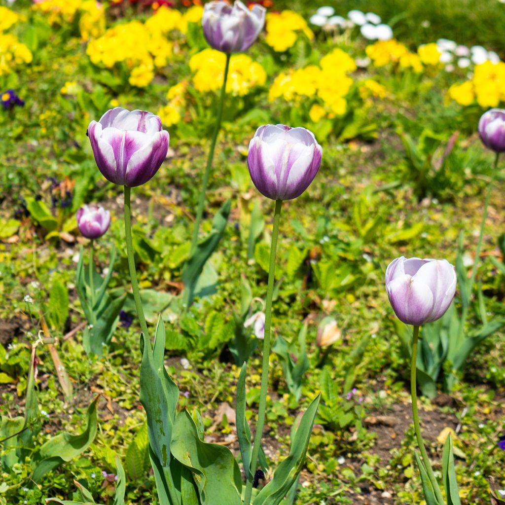 Tulipano Trionfo Flaming Flag