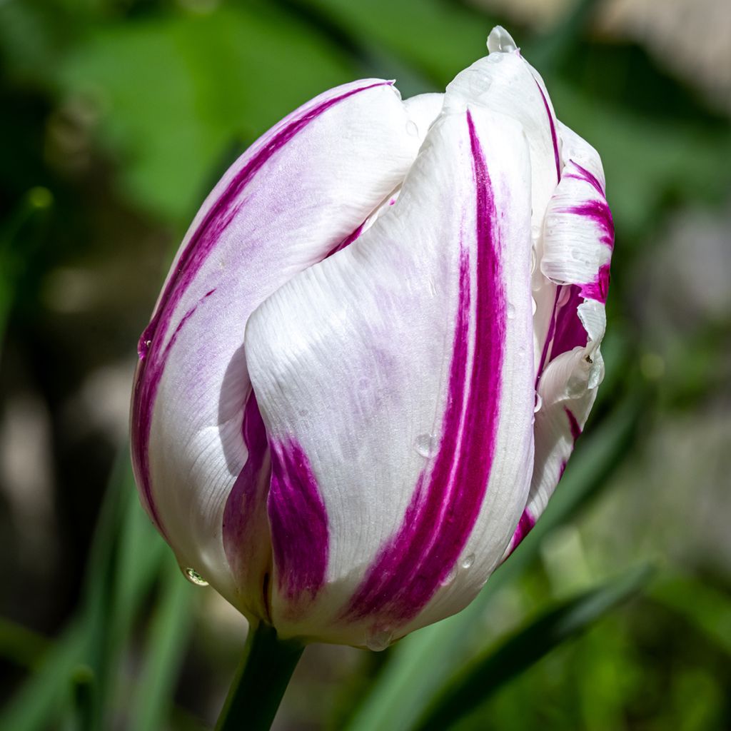 Tulipano Trionfo Flaming Flag