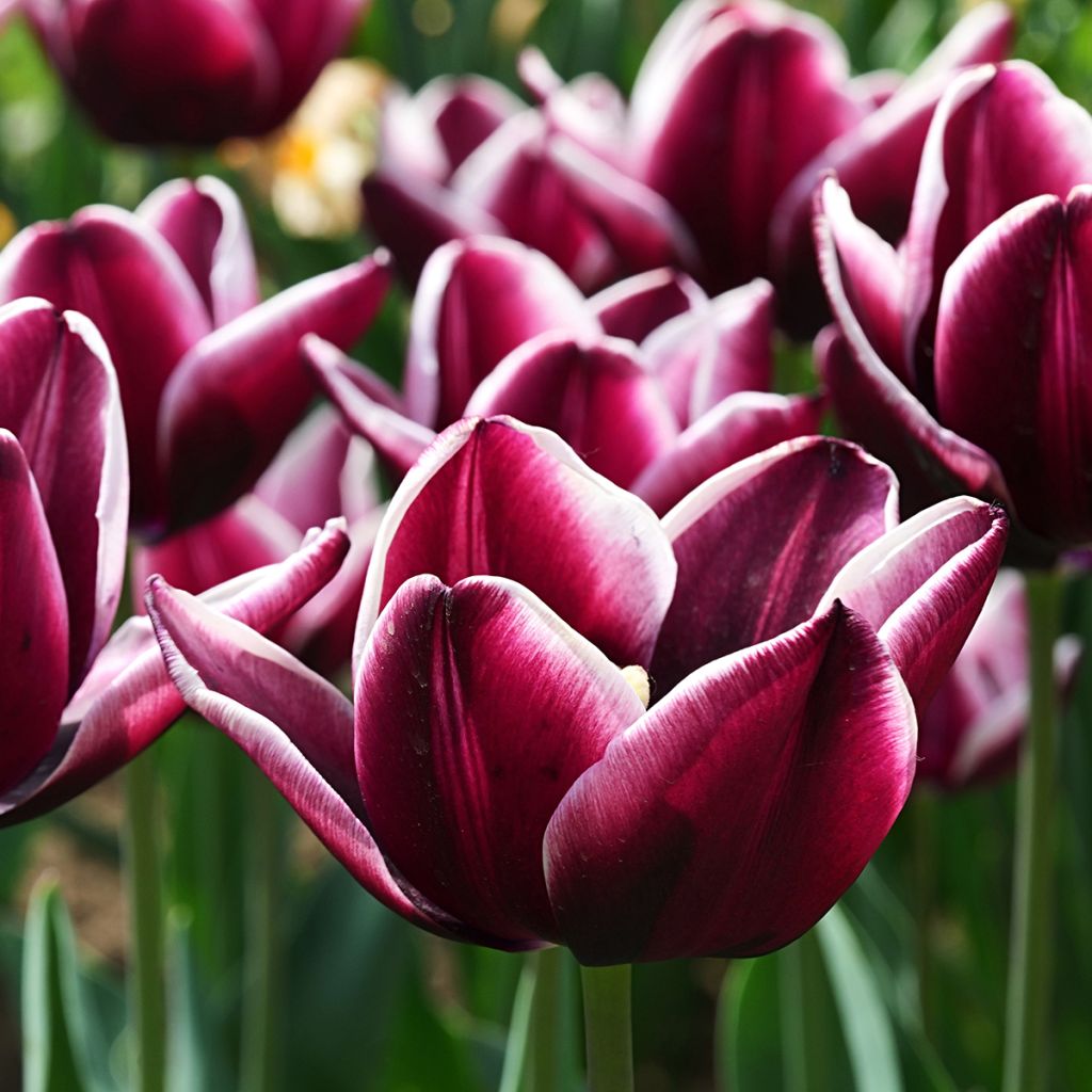 Tulipano Trionfo Fontainebleau