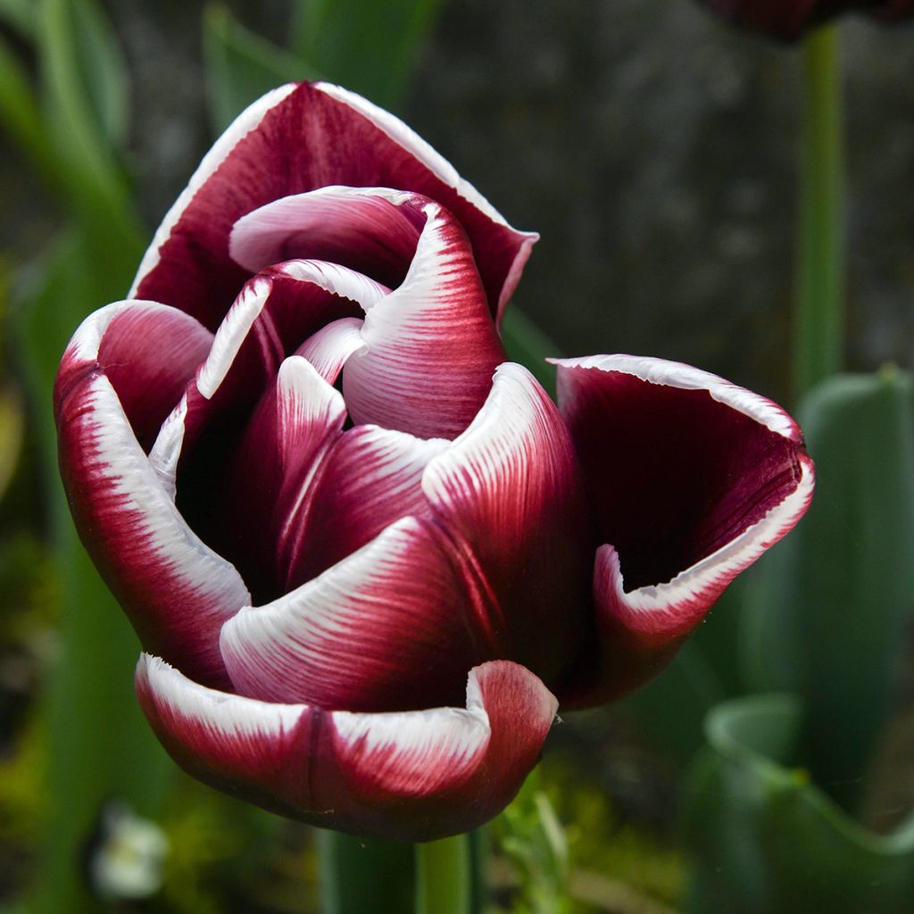 Tulipano Trionfo Fontainebleau