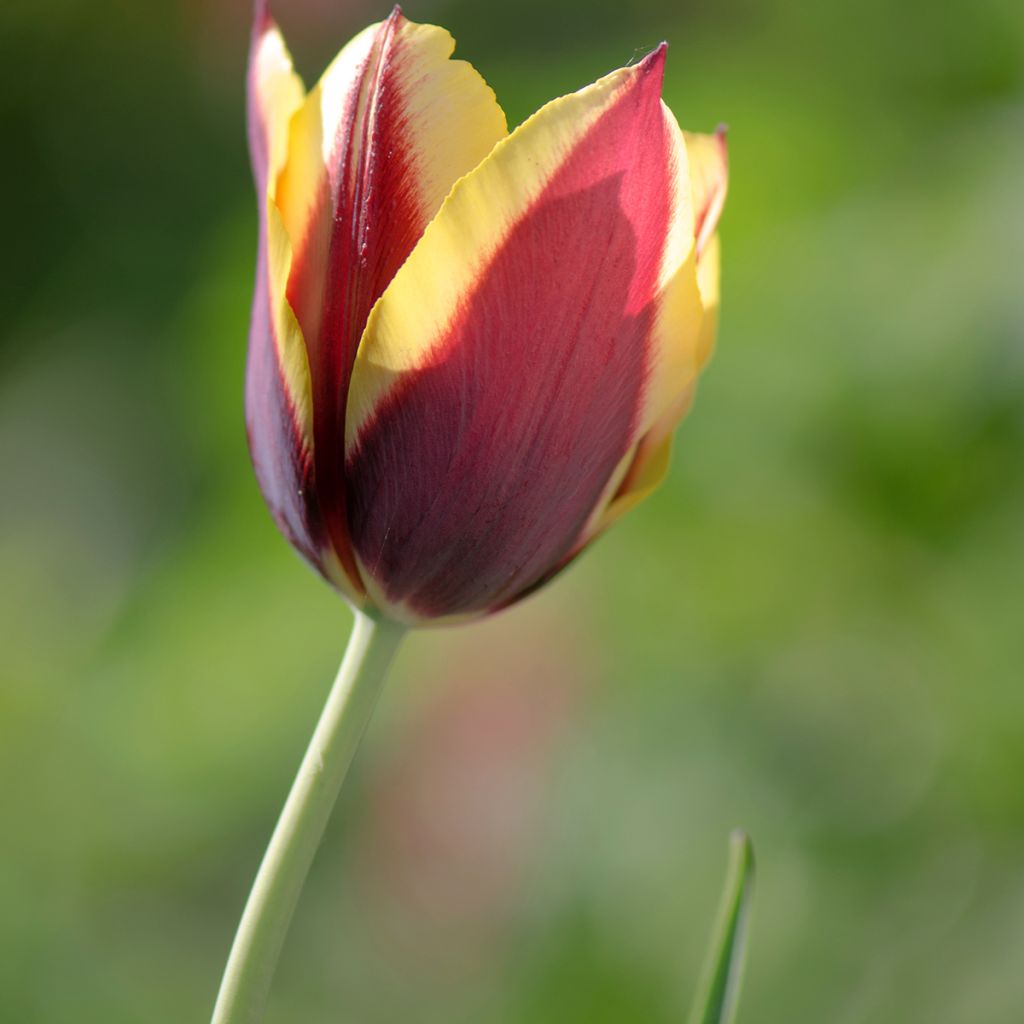 Tulipano Trionfo Gavota