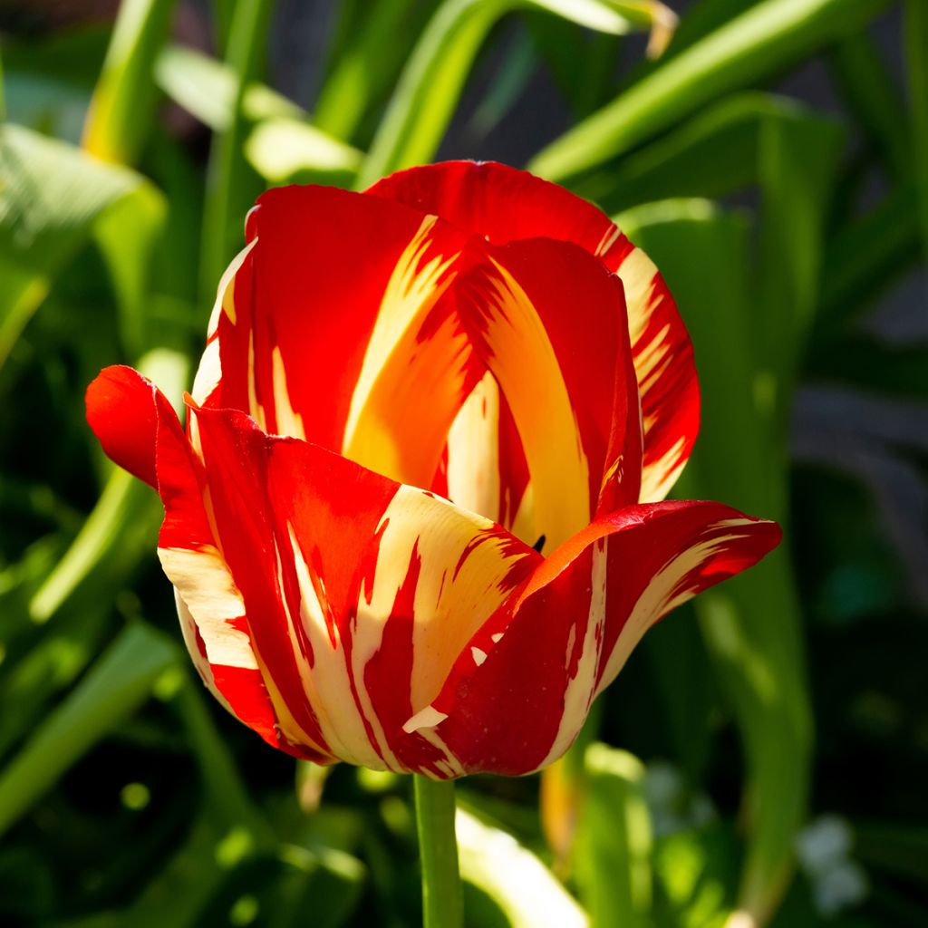 Tulipano Trionfo Helmar