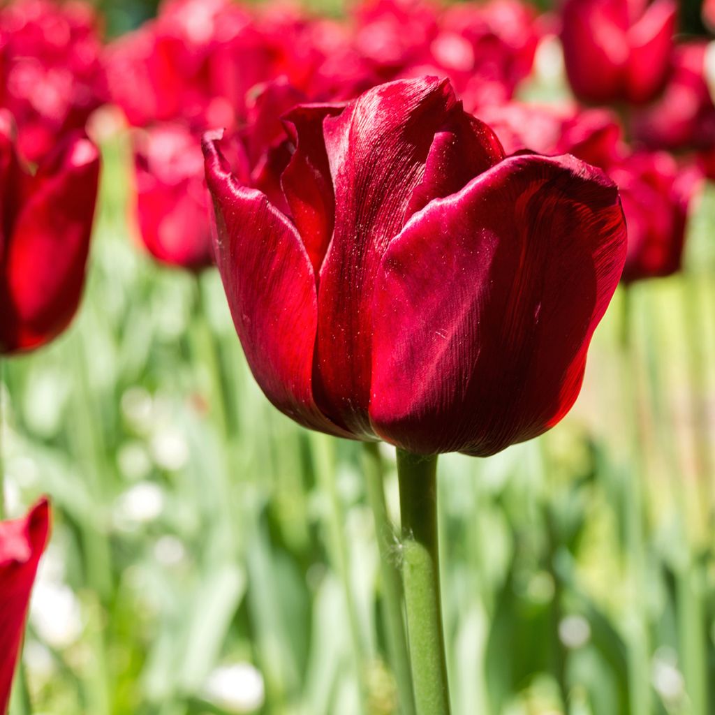 Tulipano Trionfo Ile de France