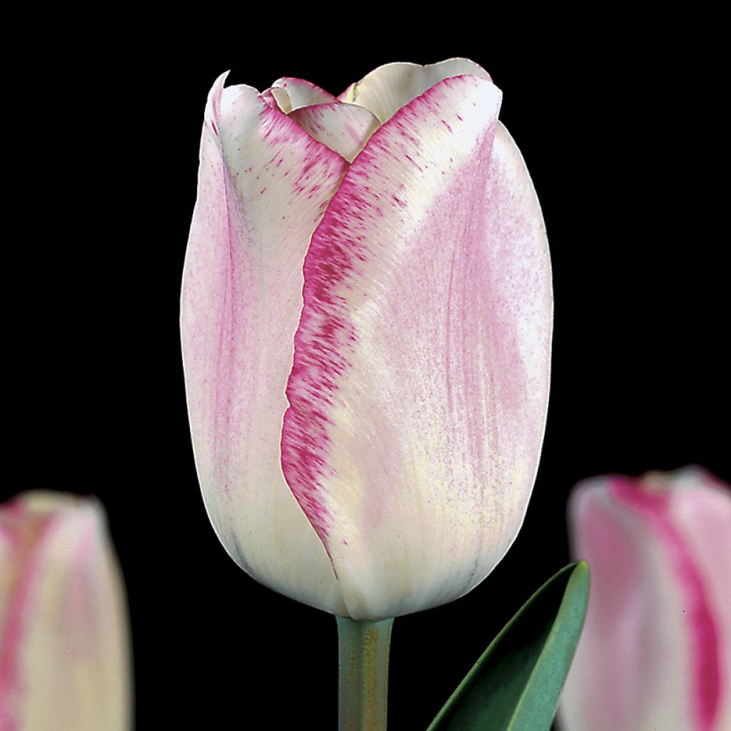 Tulipano Trionfo Mata Hari