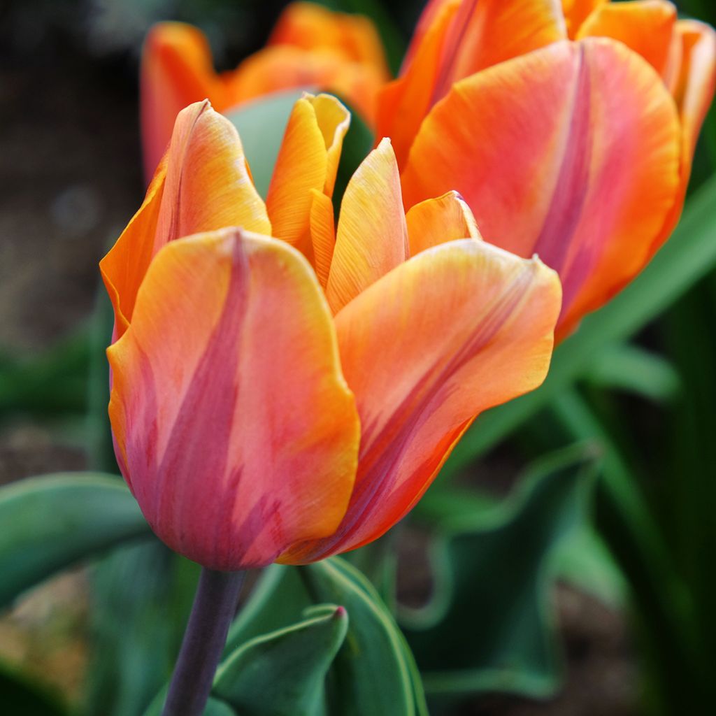 Tulipano Trionfo Princesse Irène