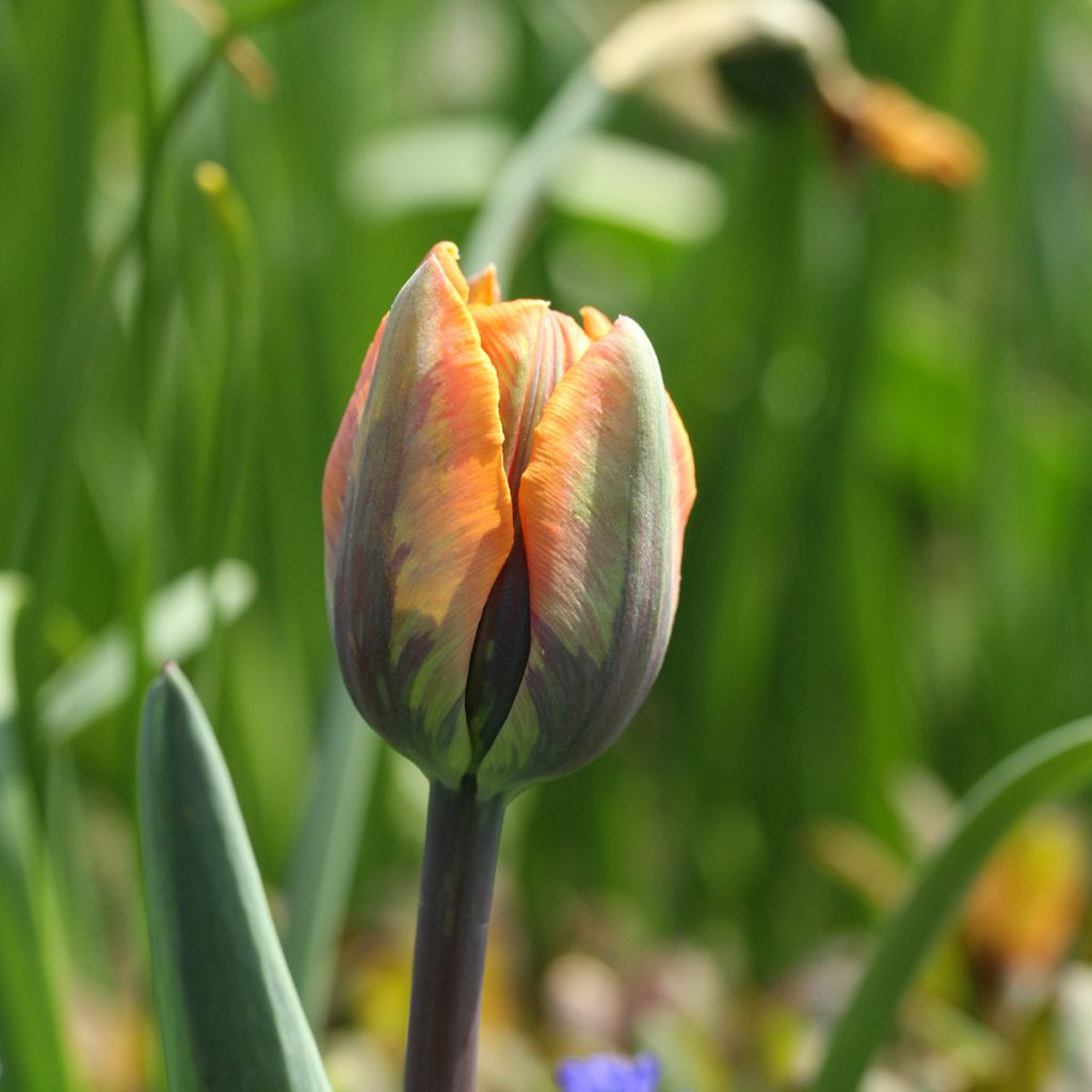 Tulipano Trionfo Princesse Irène