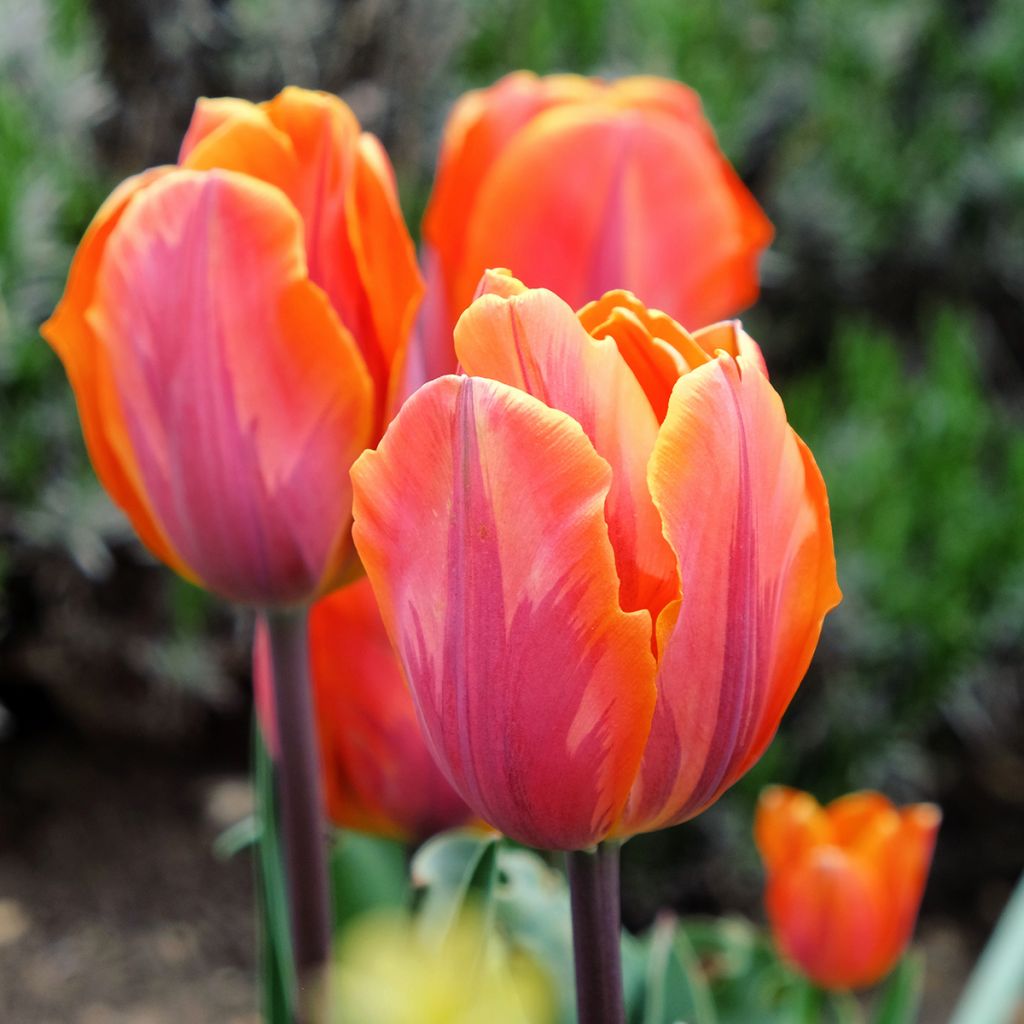 Tulipano Trionfo Princesse Irène