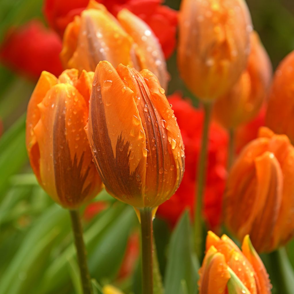 Tulipano Trionfo Princesse Irène