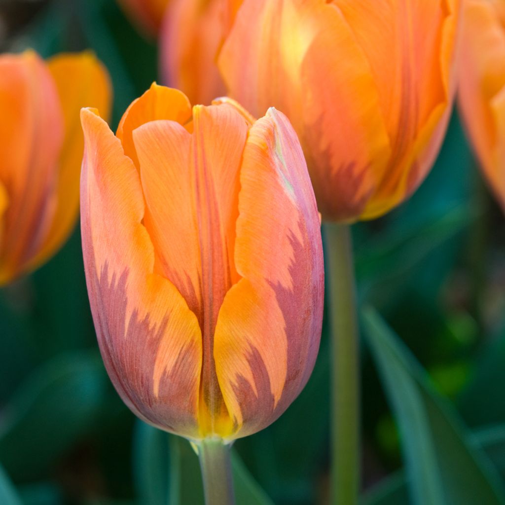 Tulipano Trionfo Princesse Irène