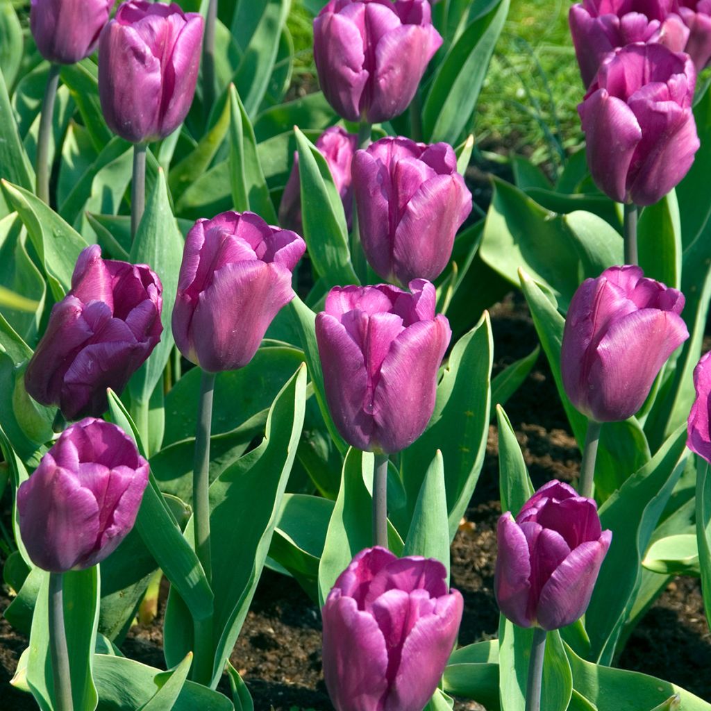 Tulipano Trionfo Purple Flag