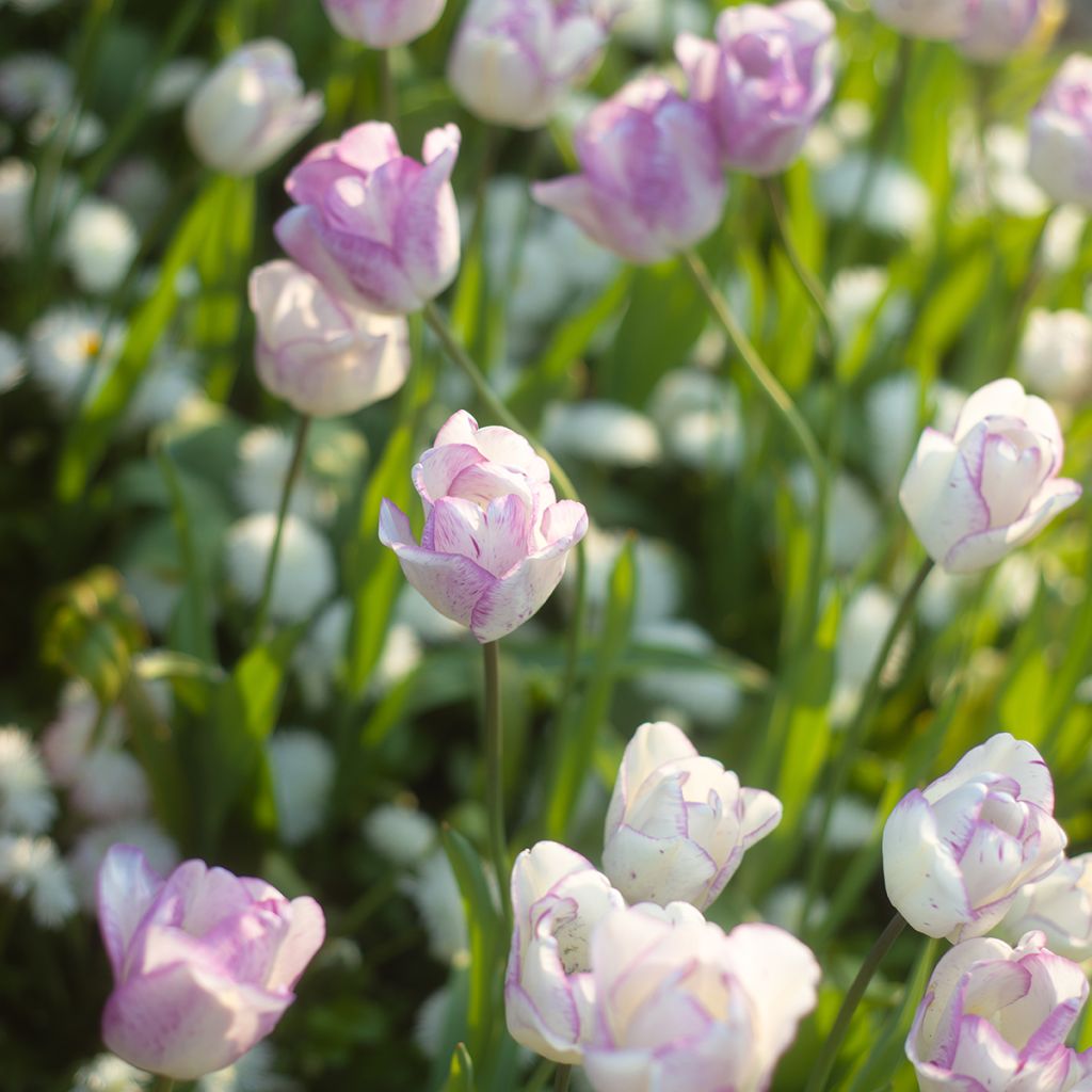 Tulipano Trionfo Shirley