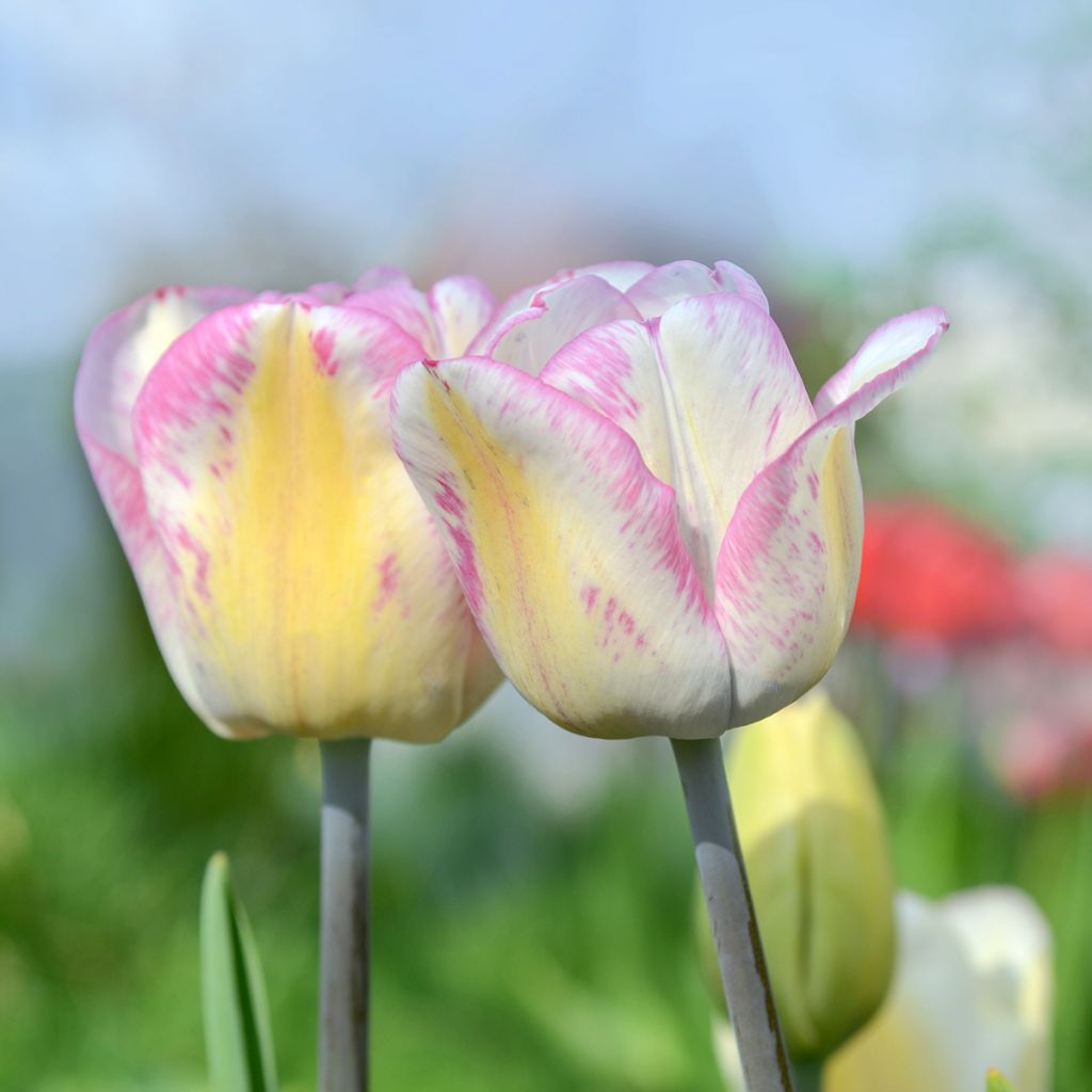 Tulipano Trionfo Shirley