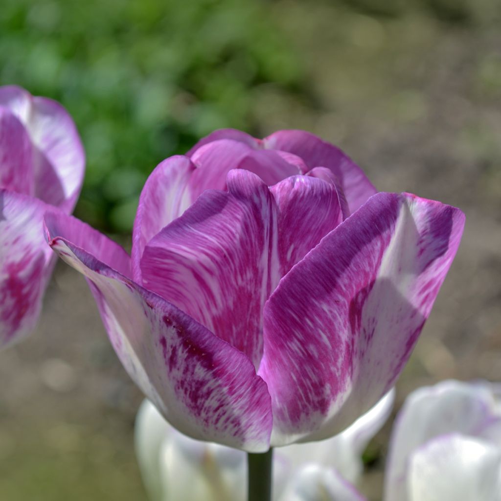 Tulipano Trionfo Shirley