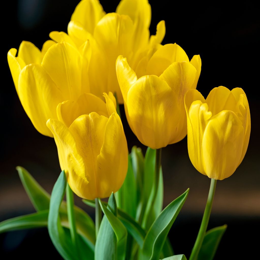 Tulipano Trionfo Strong Gold