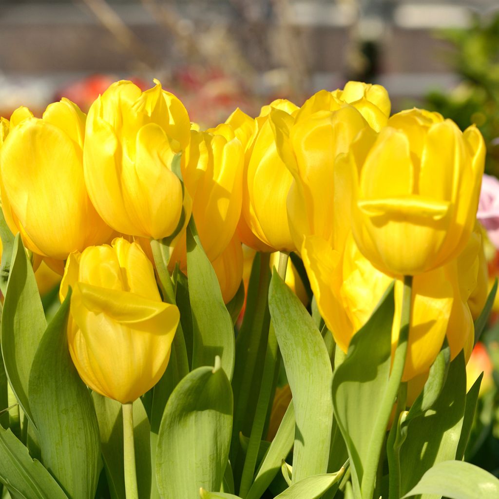 Tulipano Trionfo Strong Gold