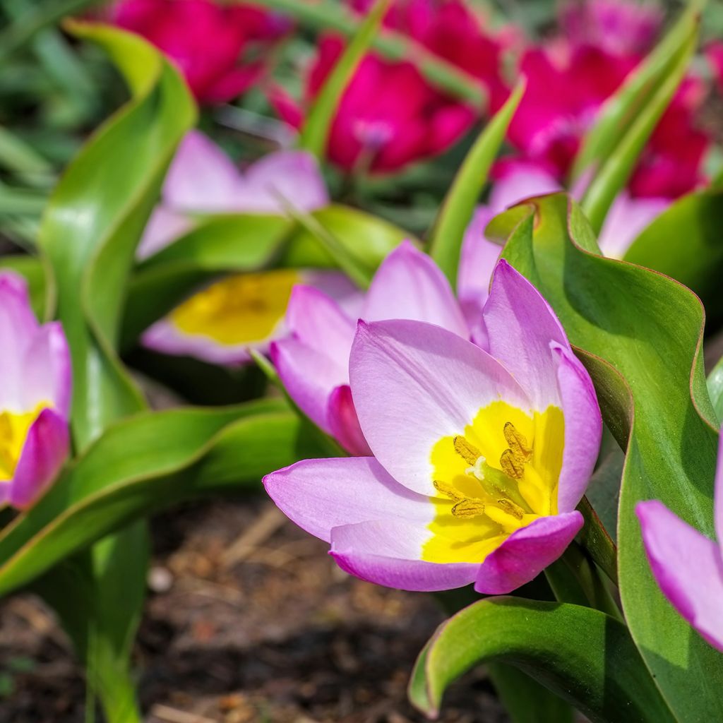 Tulipano bakeri Lilac Wonder - Tulipano botanico