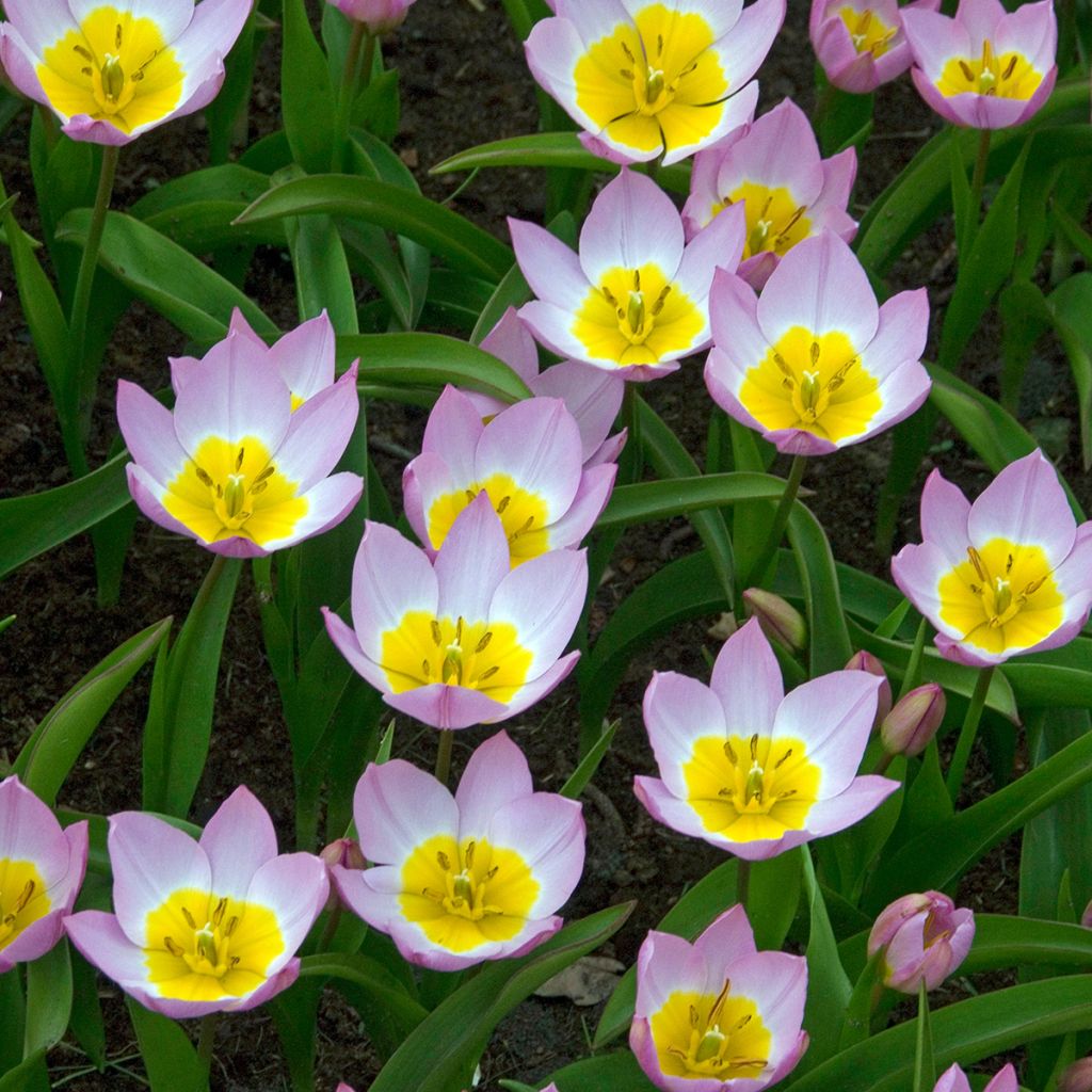 Tulipano bakeri Lilac Wonder - Tulipano botanico