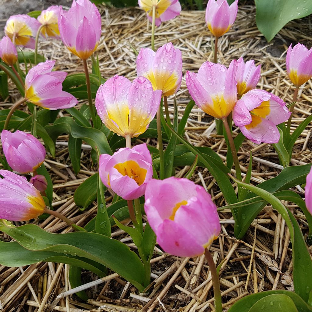 Tulipano bakeri Lilac Wonder - Tulipano botanico