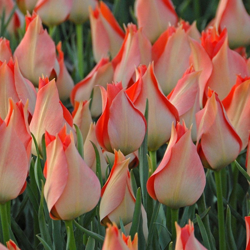 Tulipe botanique batalinii Salmon Gem