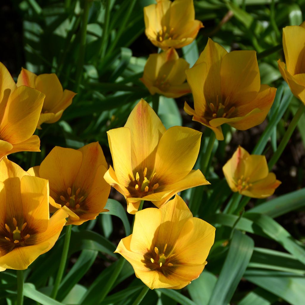 Tulipano linifolia Yellow Jewel - Tulipano botanico