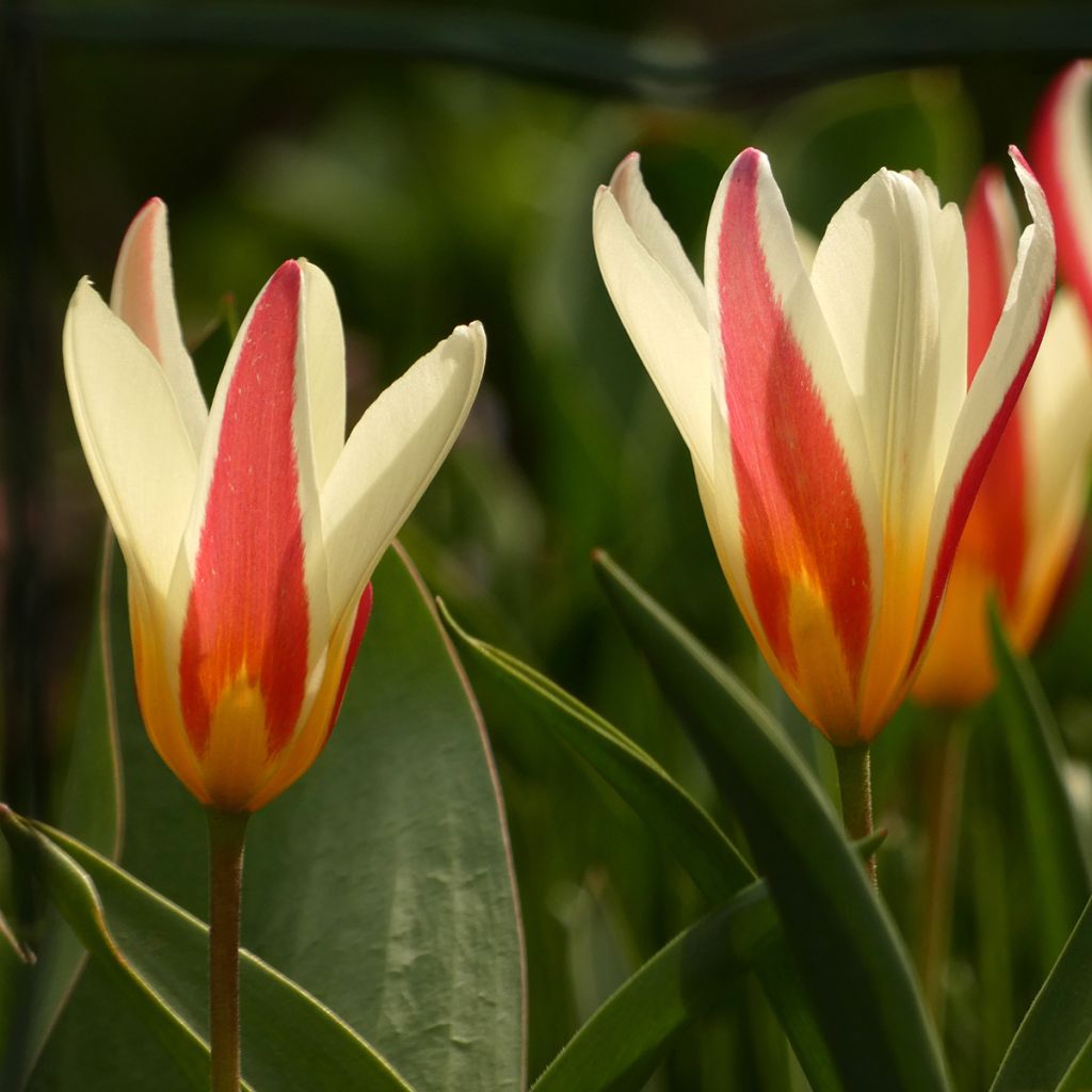 Tulipano clusiana Cynthia