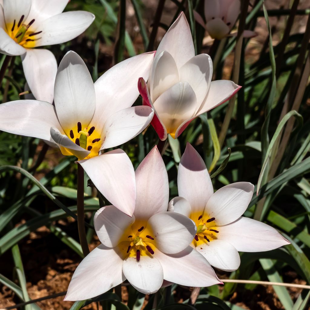 Tulipano clusiana Lady Jane