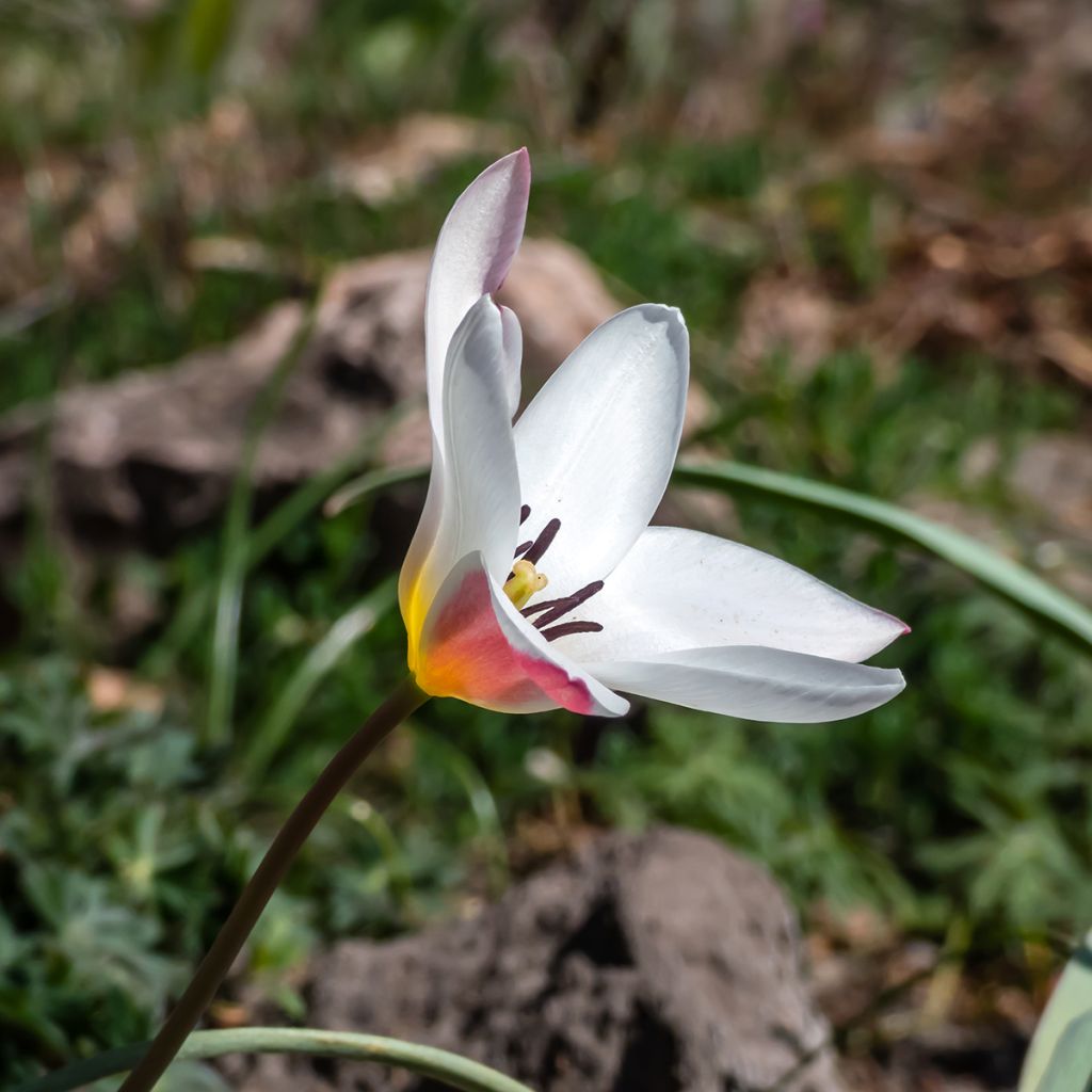 Tulipano clusiana Lady Jane