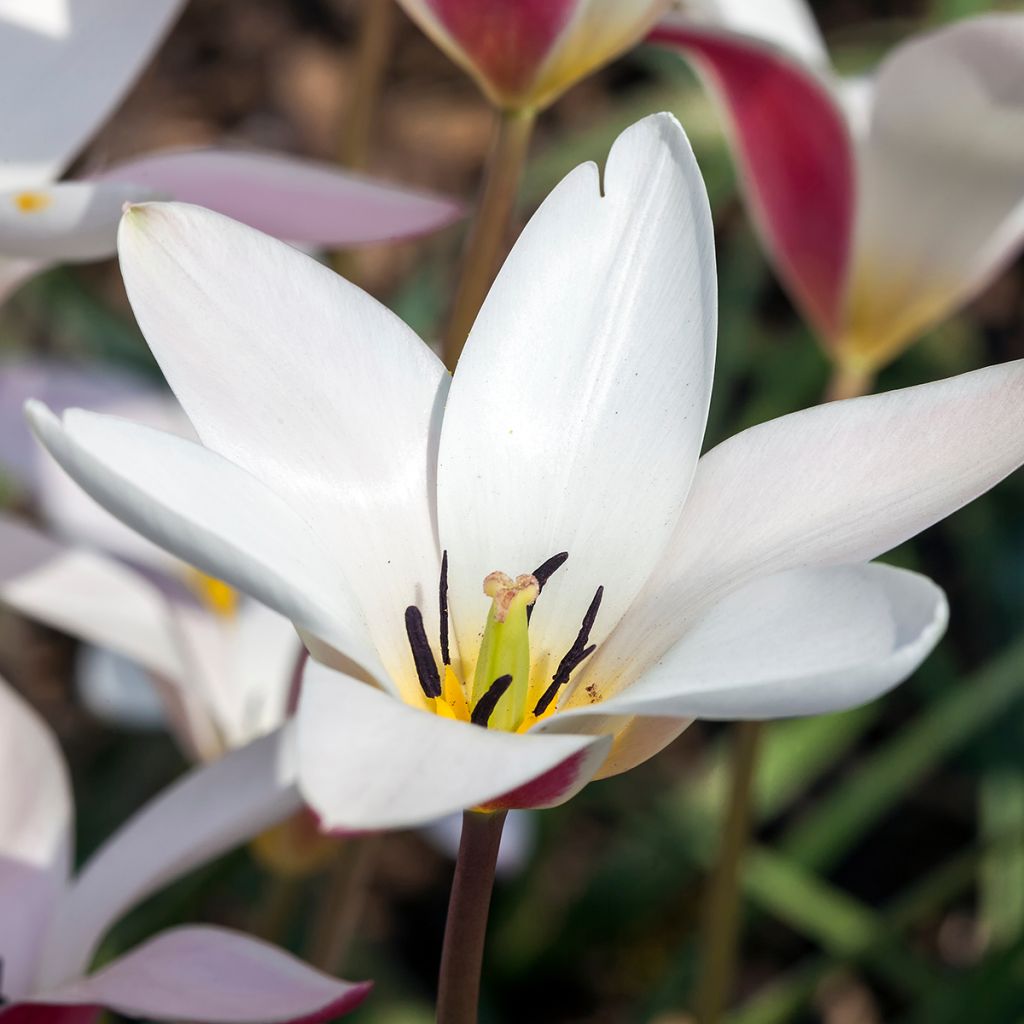 Tulipano clusiana Lady Jane