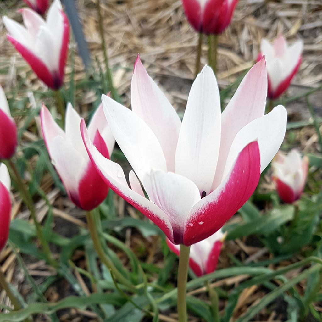 Tulipano clusiana Peppermint Stick