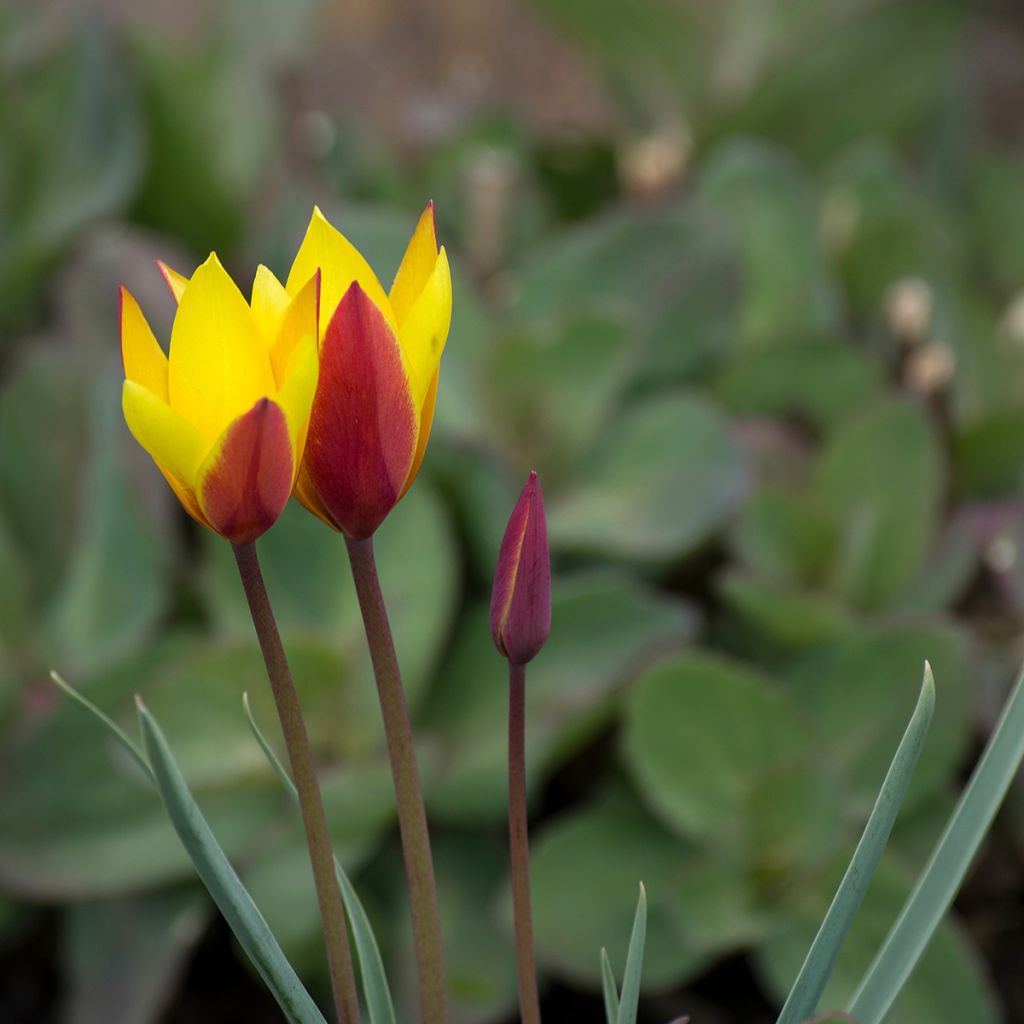 Tulipano clusiana var. chrysantha Tubergen's Gem