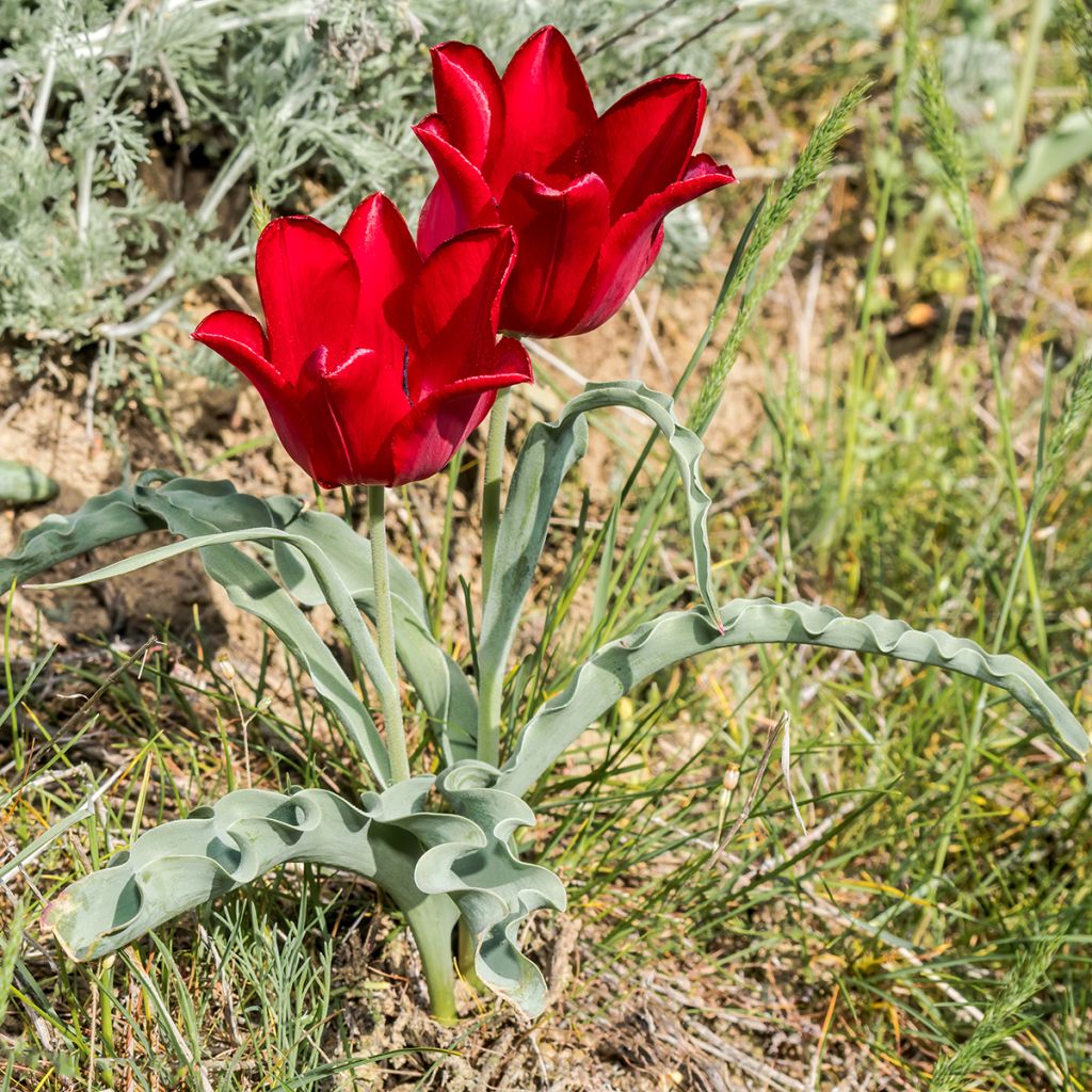 Tulipano eichleri - Tulipano botanico