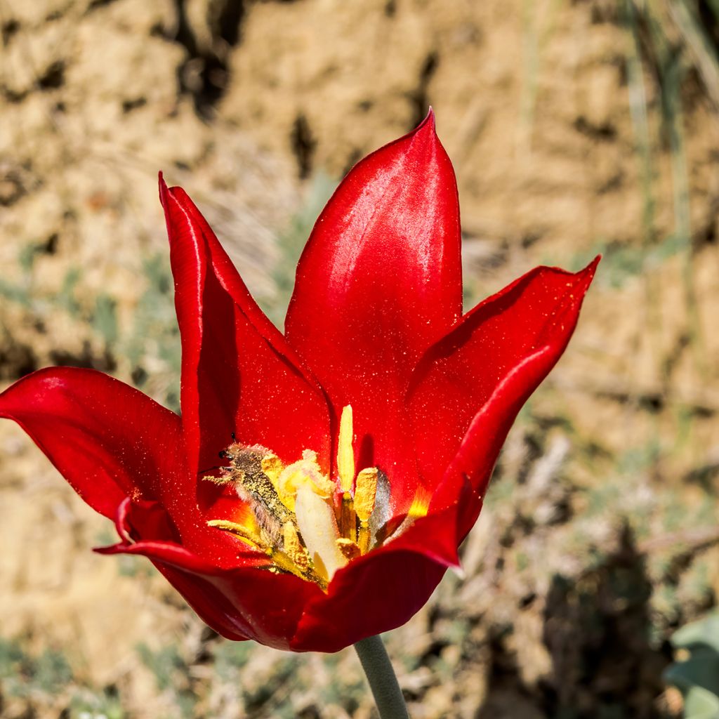 Tulipano eichleri - Tulipano botanico