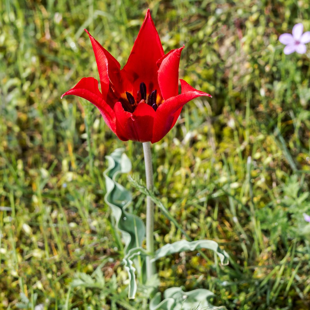 Tulipano eichleri - Tulipano botanico