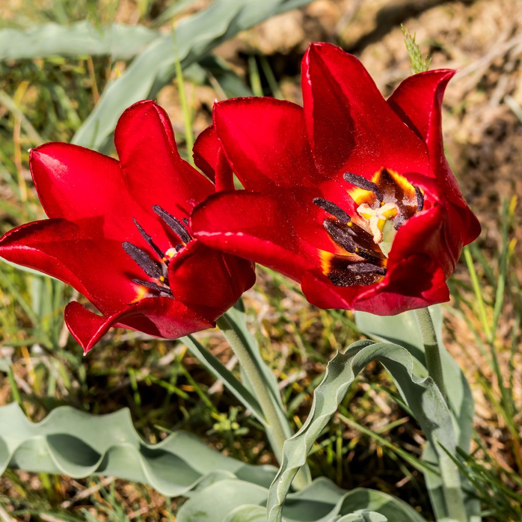 Tulipano eichleri - Tulipano botanico