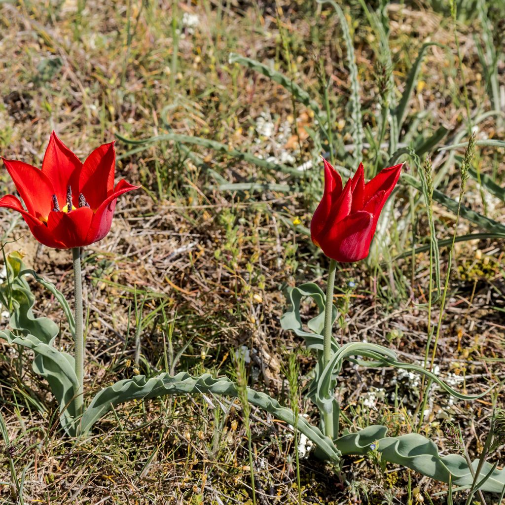 Tulipano eichleri - Tulipano botanico