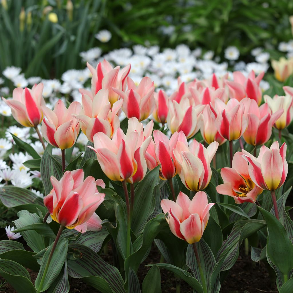 Tulipe botanique greigii Mary Ann