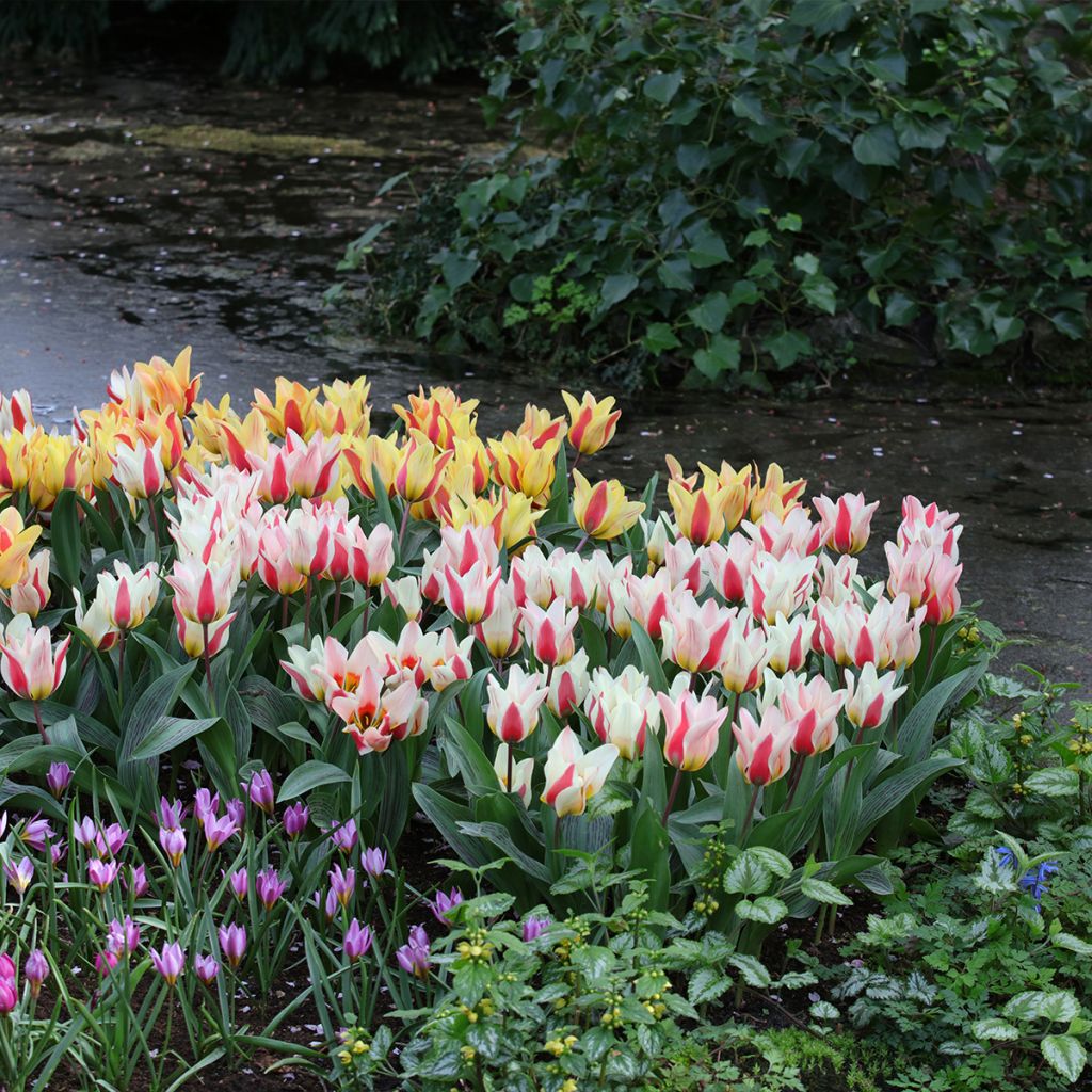 Tulipe botanique greigii Mary Ann