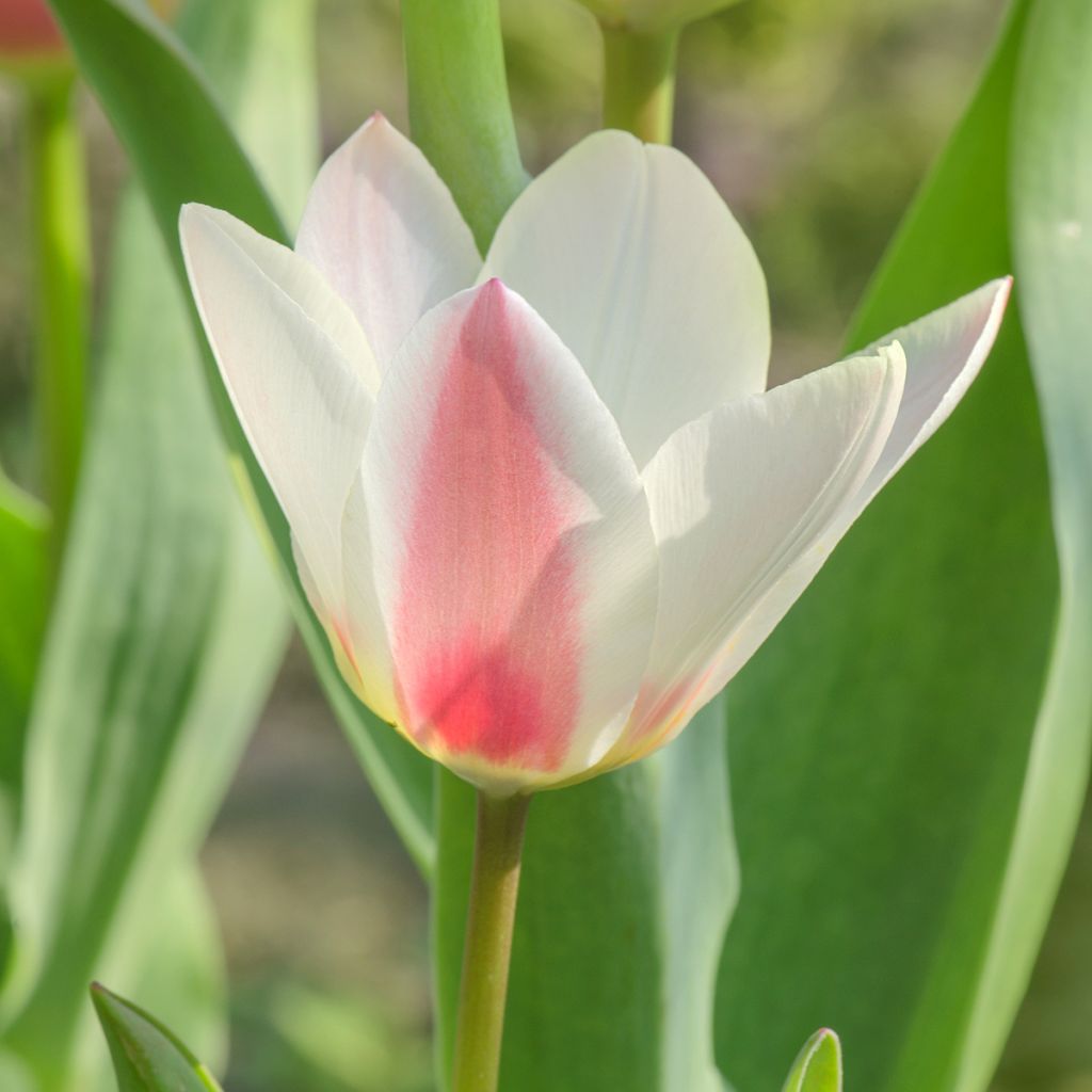 Tulipano greigii Mary Ann