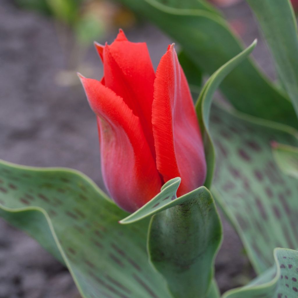 Tulipano greigii Princesse Charmante