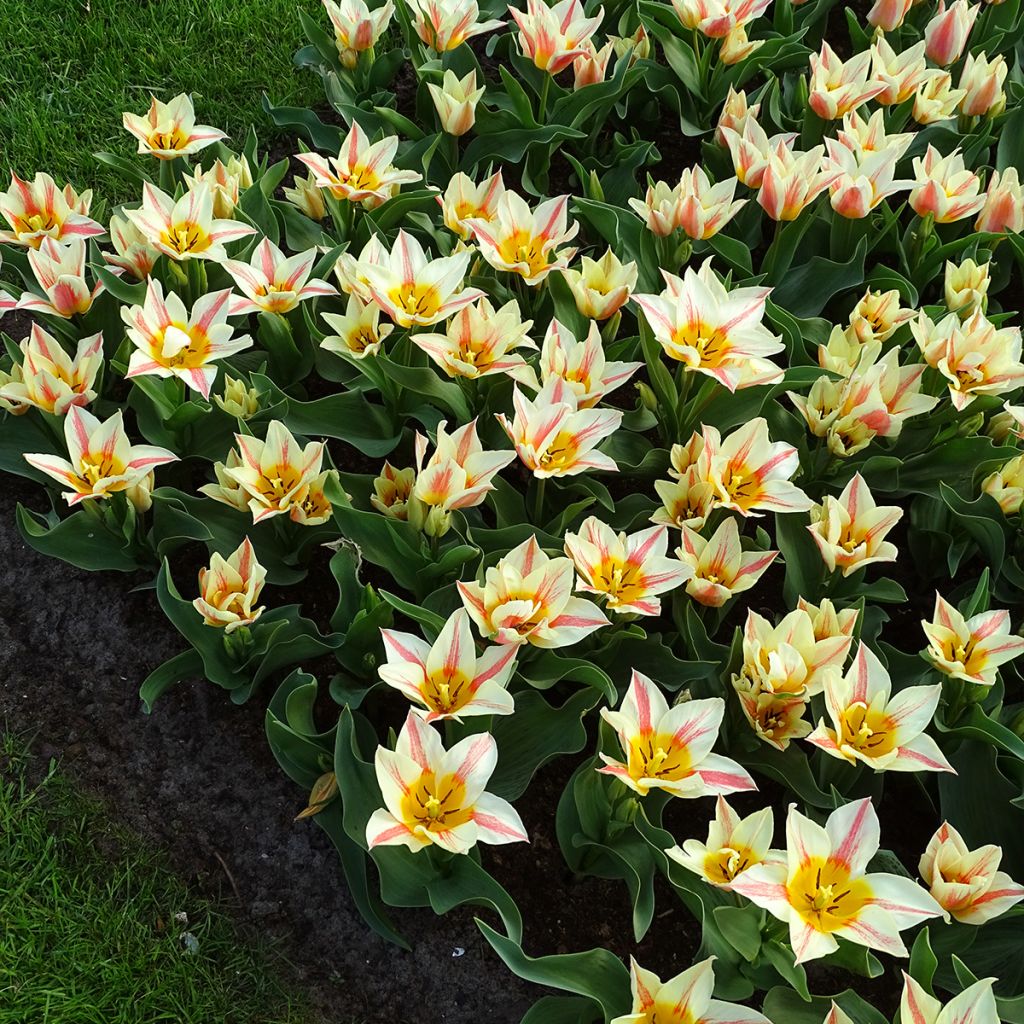 Tulipano greigii Quebec