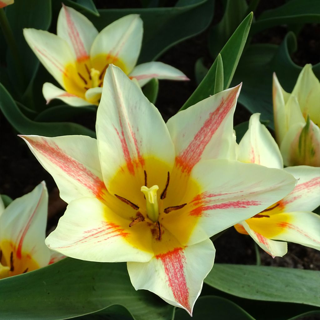 Tulipano greigii Quebec