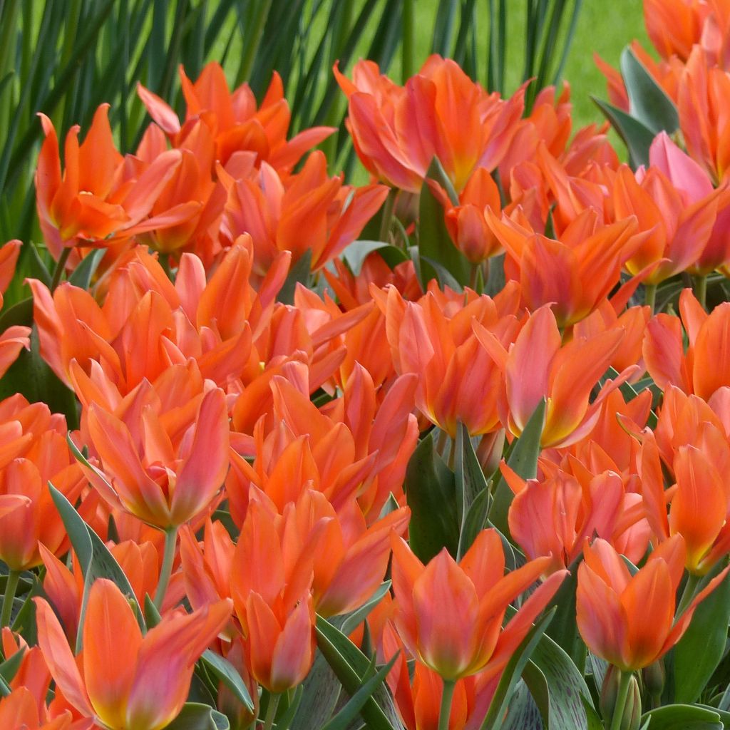 Tulipe botanique greigii Toronto