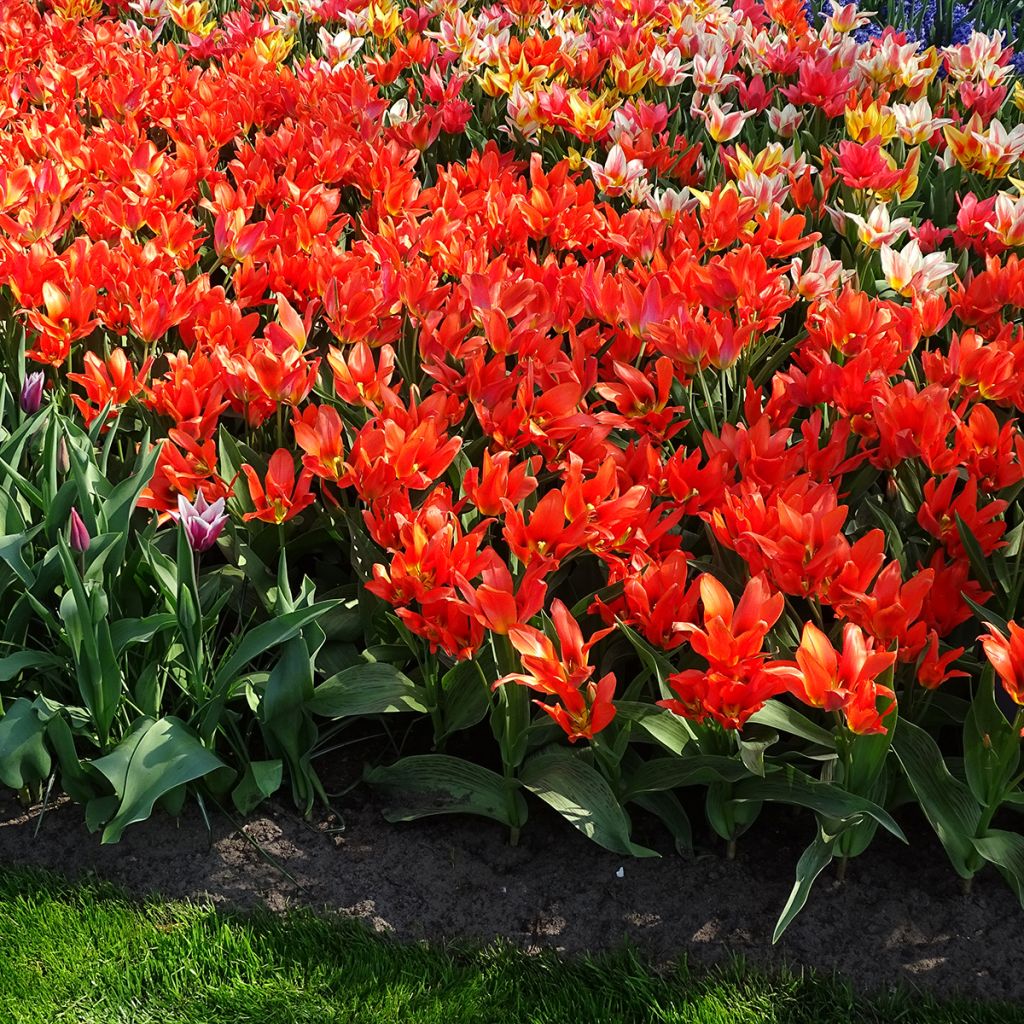 Tulipano greigii Toronto