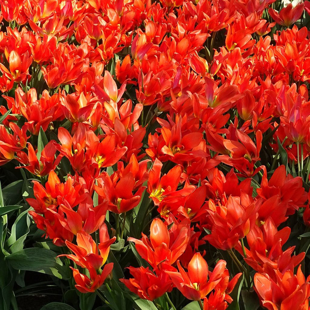 Tulipano greigii Toronto