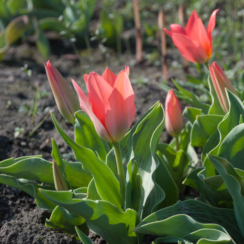 Tulipano greigii Toronto